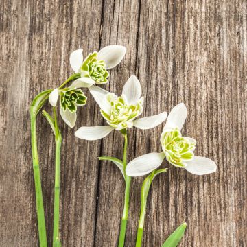 Perce-Neige Double -Galanthus Nivalis flore pleno