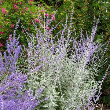 Perovskia  atriplicifolia Silvery Blue - Russian Sage