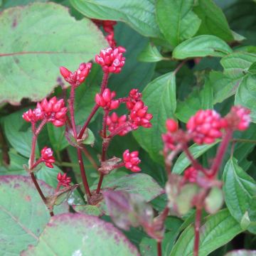 Persicaria Indian Summer - Knotweed