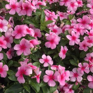 Catharanthus roseus Titan F1 Blush - Madagascar periwinkle