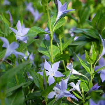 Pervenche difforme ou intermédiaire - Vinca difformis