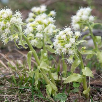 Petasites albus