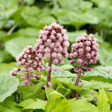 Petasites hybridus  - Grand pétasite