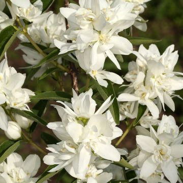 Philadelphus Komsomolec - Mock Orange