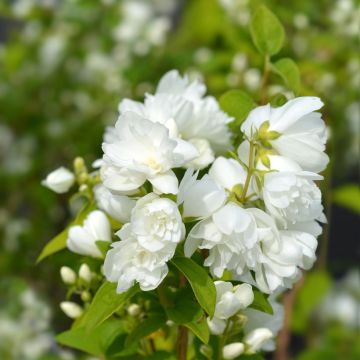 Philadelphus Virginal - Mock Orange