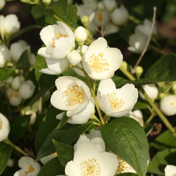 Philadelphus coronarius Godzisz - Mock Orange