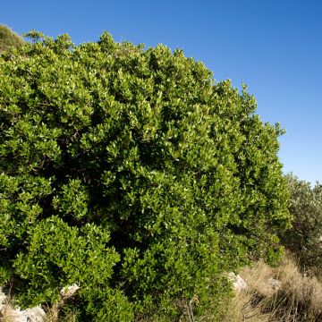 Phillyrea latifolia - Green Olive Tree