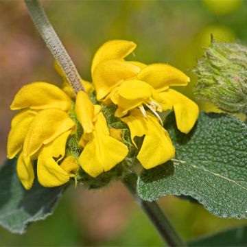 Phlomis bourgaei - Jerusalem Sage