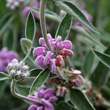 Phlomis purpurea