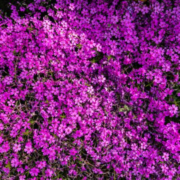 Phlox douglasii 'Crackerjack'