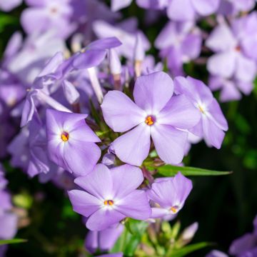 Phlox idahonis