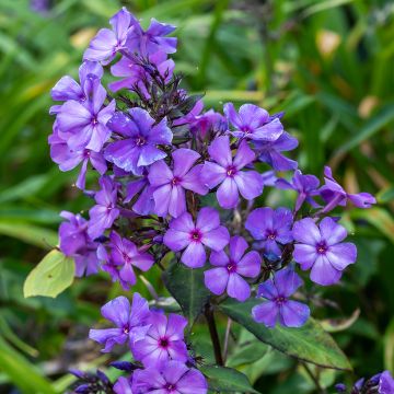 Phlox paniculata Blue Paradise