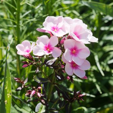 Phlox paniculata Bright Eyes