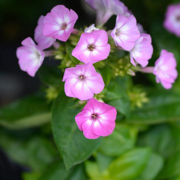 Phlox paniculata Purple Eye Flame - Phlox paniculé nain pourpre violacé clair à coeur blanc