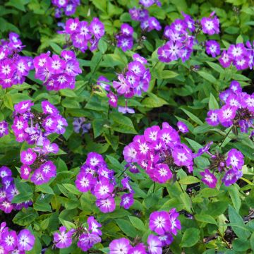 Phlox paniculata Rosa Pastel - a beautiful perennial with pale pink ...