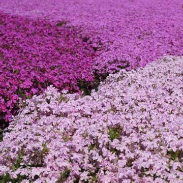 Creeping Phlox Collection