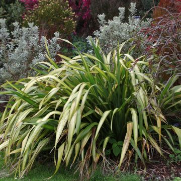 Phormium tenax Yellow Wave - New Zealand Flax