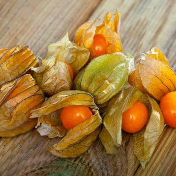 Physalis peruviana seeds