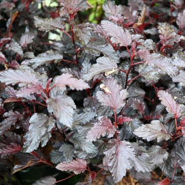 Physocarpus opulifolius All Black® 'Minall2'