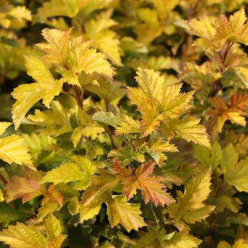 Physocarpus opulifolius 'LP2' LITTLE LEENA - Ninebark