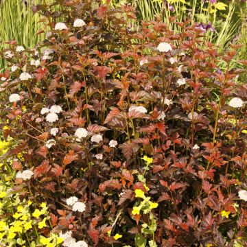 Physocarpus opulifolius Zdechovice - Ninebark