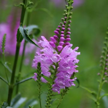 Physostegia virginiana Bouquet Rose - Cataleptique de Virginie