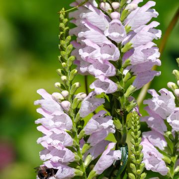 Physostegia virginiana Galadriel - Cataleptique