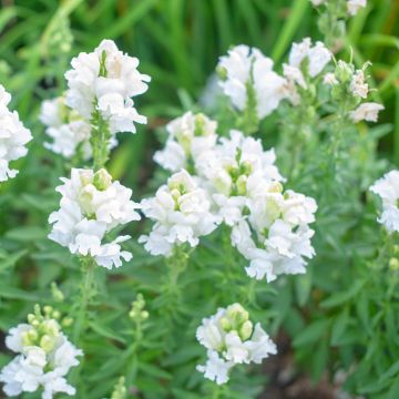 Physostegia virginiana Summer Snow - Obedient Plant