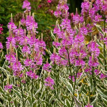 Physostegia virginiana Variegata - Cataleptique panachée