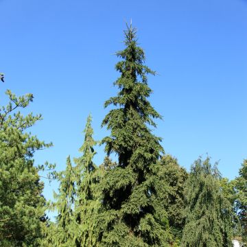 Picea abies Rothenhaus - Norway Spruce