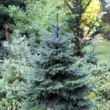 Picea omorika Alexandra - Serbian spruce