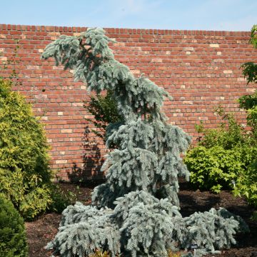 Picea pungens Glauca Pendula - Blue spruce