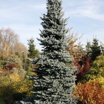 Picea pungens Oldenburg - Blue spruce