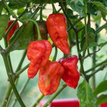 Pepper Naga Jolokia - Capsicum annuum