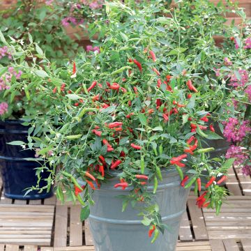 Hot Pepper Pikito plants - Capsicum frutescens