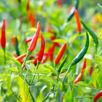 Cayenne Pepper plants - Capsicum frutescens