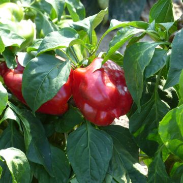 Piment d'Espagne Yolo Wonder Bio - Capsicum annuum