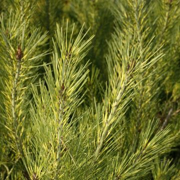 Pinus densiflora Oculus-draconis - Dragon-eye Pine