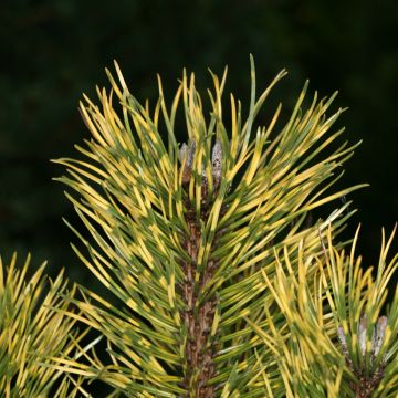 Pinus mugo Sunshine - Dwarf mountain pine