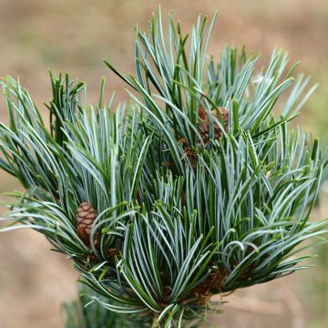 Pinus parviflora Iribune - Japanese white pine