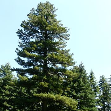 Pinus peuce - Macedonian Pine