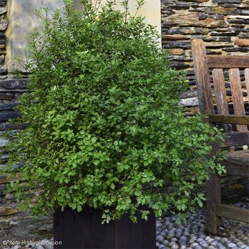 Pittosporum tenuifolium Emerald Dome - Kohuhu