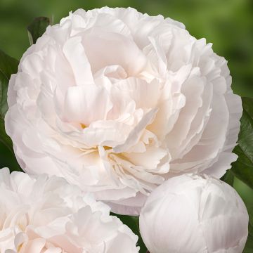 Paeonia x lactiflora Carl G. Klehm - Chinese Peony