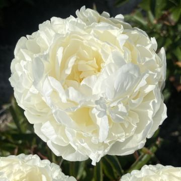 Paeonia x lactiflora Mrs JV Edlund - Chinese Peony