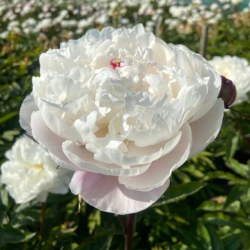 Paeonia x lactiflora Vogue - Chinese Peony