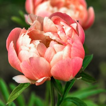 Paeonia lactiflora Coral Charm