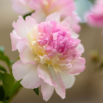 Paeonia lactiflora 'Raspberry Sunday' - Souche de 3 à 5 yeux