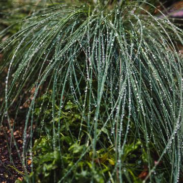 Poa glauca Blue Hills