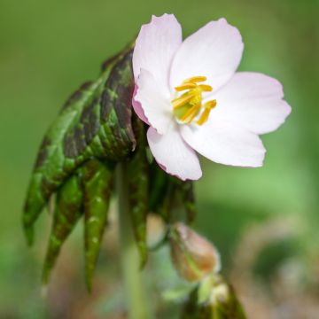 Podophyllum hexandrum, Podophyllum emodi