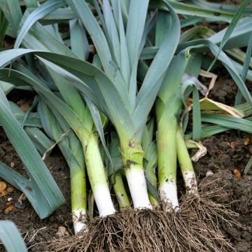 Poireau perpétuel des vignes - Allium ampeloprasum - Poireau vivace